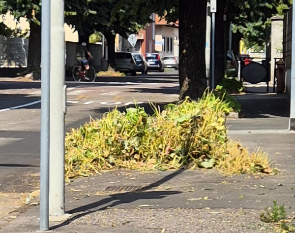 sangiorgiosulegnano verde polloni alberi 