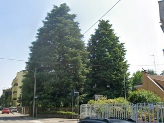 cedri dell'Himalaya Legnano