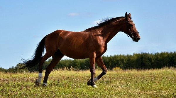 confagricoltura varese filiera cavallo