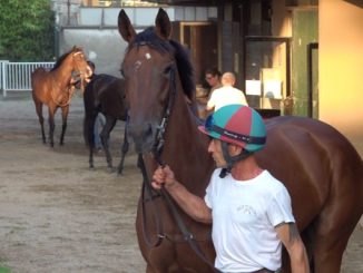 ippodromo varese fiducia rilancio