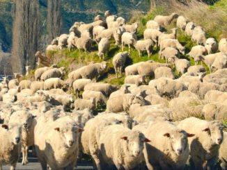 pascoli sicuri provincia varese