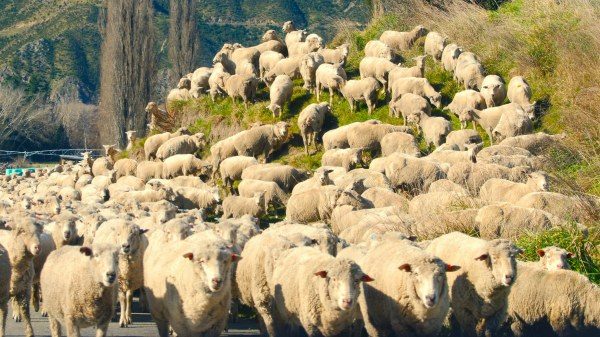 pascoli sicuri provincia varese