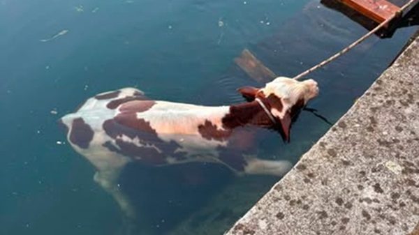 turbigo vitello canale vigilidelfuoco
