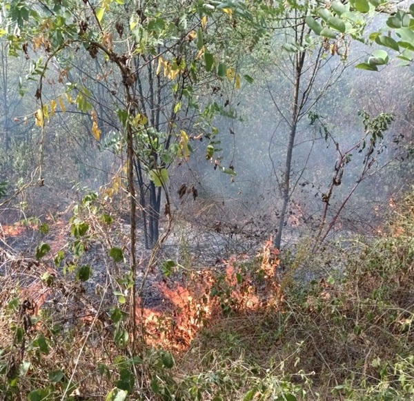 incendi boschi