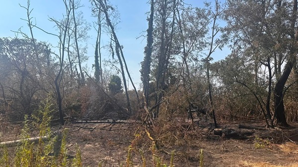 parco ticino incendi 