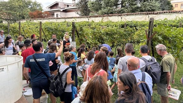 cuggiono vendemmia uva baragioeu