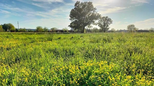 nerviano fotovoltaico parco mulini
