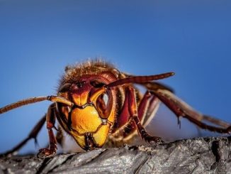 Soriso morto puntura calabrone