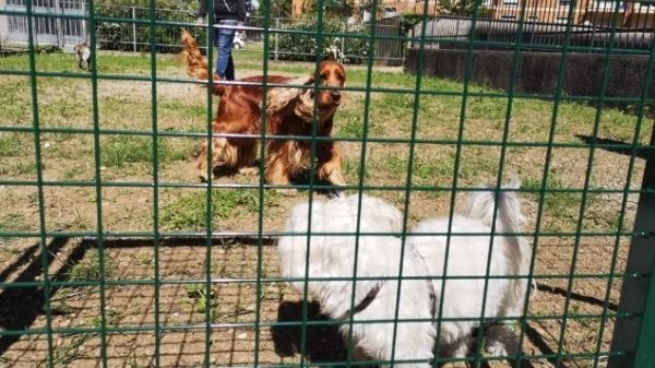 Cavaria area cani parco