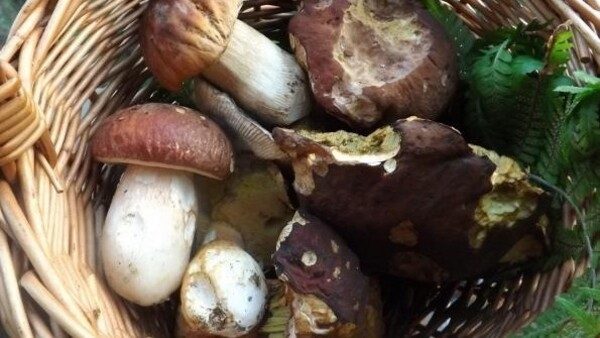 AslVco funghi servizio micologico