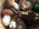 AslVco funghi servizio micologico