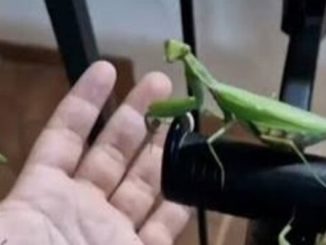 Novara mantidi invasione insetti
