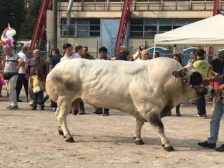 tradate mostra zootecnica