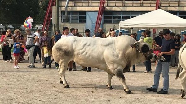 tradate mostra zootecnica