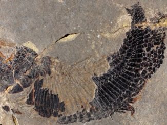Castelveccana fossile scoperta specie