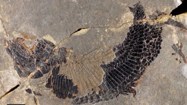 Castelveccana fossile scoperta specie