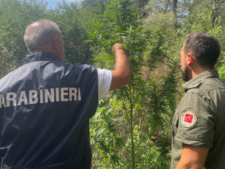 Galliate coltivazione marijuana Parco