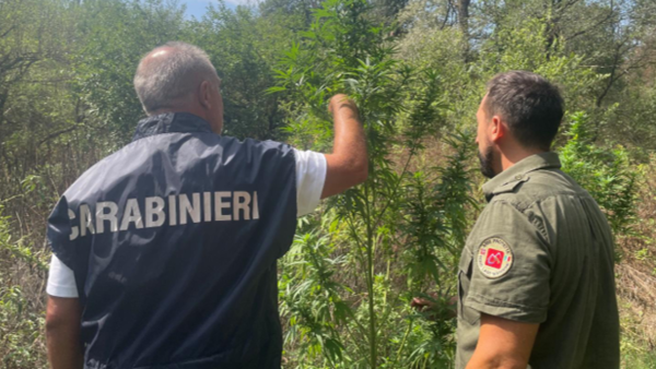 Galliate coltivazione marijuana Parco