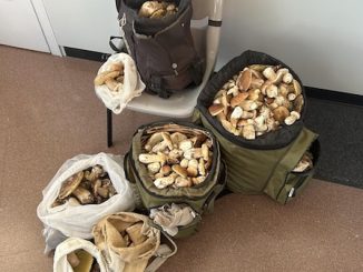 Svizzera funghi dogana Clivio