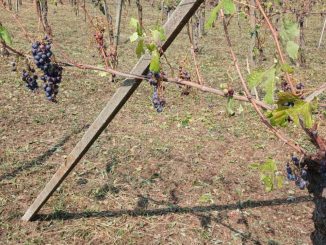 Novara danni agricoltura dibattito