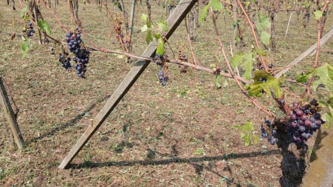 Novara danni agricoltura dibattito