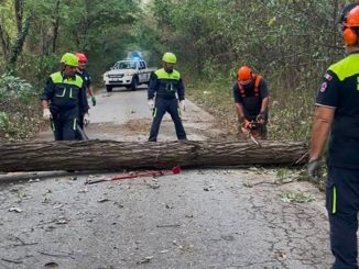 protezionecivile maltempo albero caduto