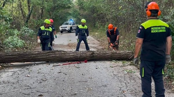 protezionecivile maltempo albero caduto