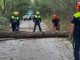 protezionecivile maltempo albero caduto