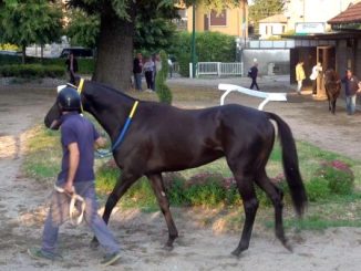scuderie varese tavolo confronto