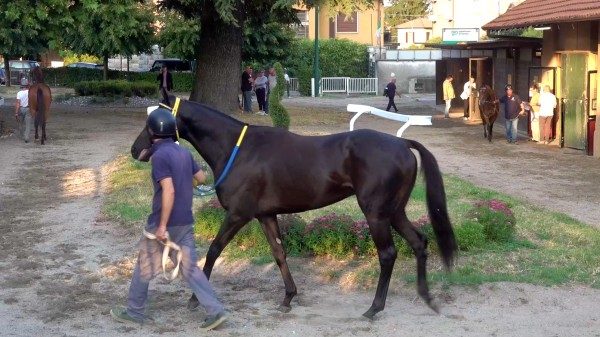 scuderie varese tavolo confronto