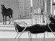 varese cinema fellini animali