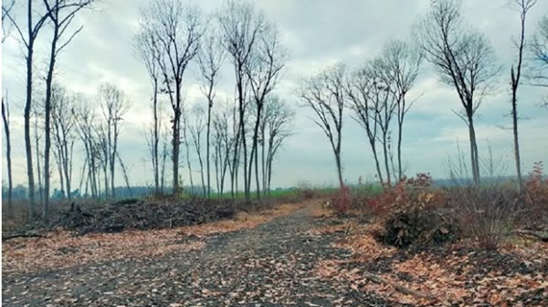 parco roccolo bosco vallascia