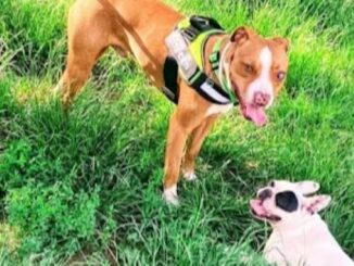 Novara regolamento sgambamento cani