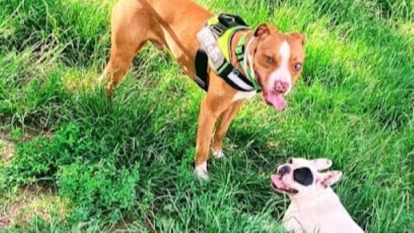 Novara regolamento sgambamento cani