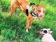 Novara regolamento sgambamento cani