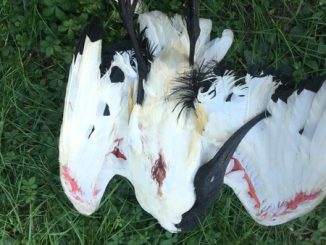 Novara ibis morti parco bambini