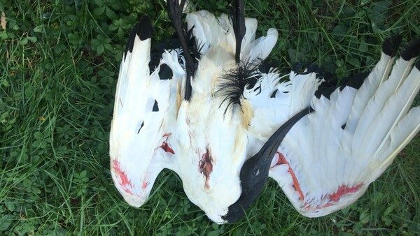 Novara ibis morti parco bambini