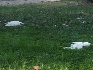 Novara ibis Maio Provincia