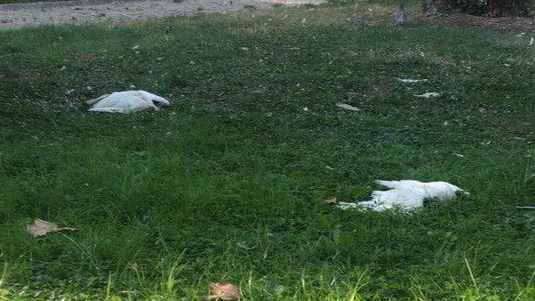 Novara ibis Maio Provincia