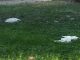 Novara ibis Maio Provincia