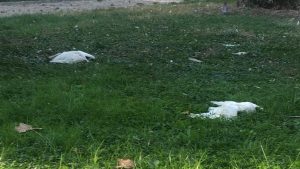 Novara ibis morti parco bambini