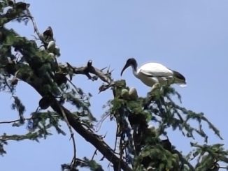 Novara ibis coesistenza ambientalisti