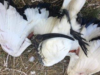 Novara ibis morti Parco