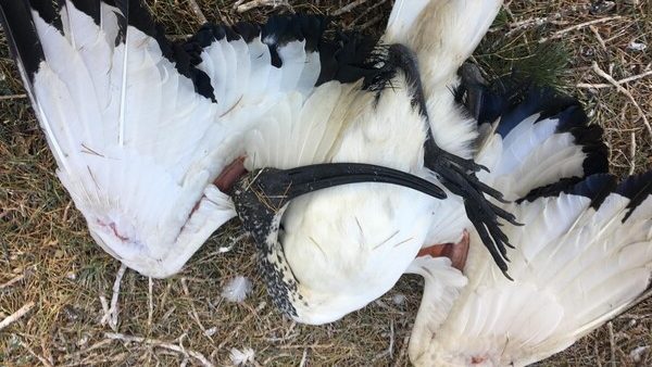Novara ibis morti Parco