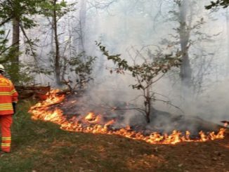 Parco Ticino incendi boschi