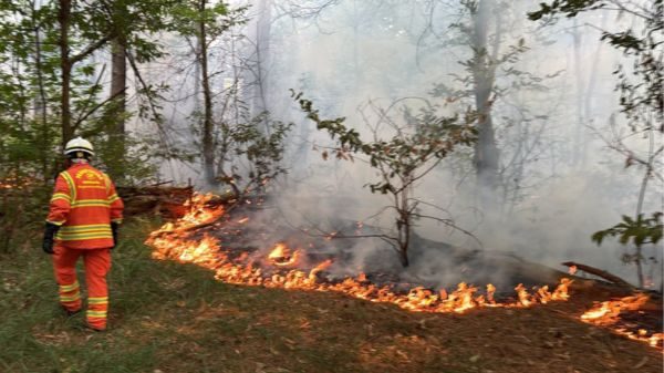 Parco Ticino incendi boschi