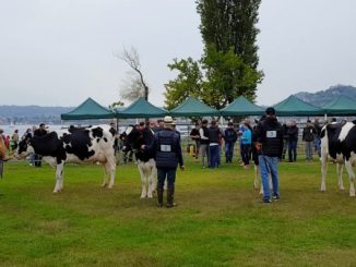 agricoltura lago angera agrivarese