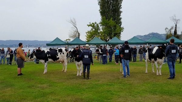 agricoltura lago angera agrivarese