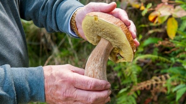 decalogo fungiatt varese