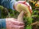 decalogo fungiatt varese